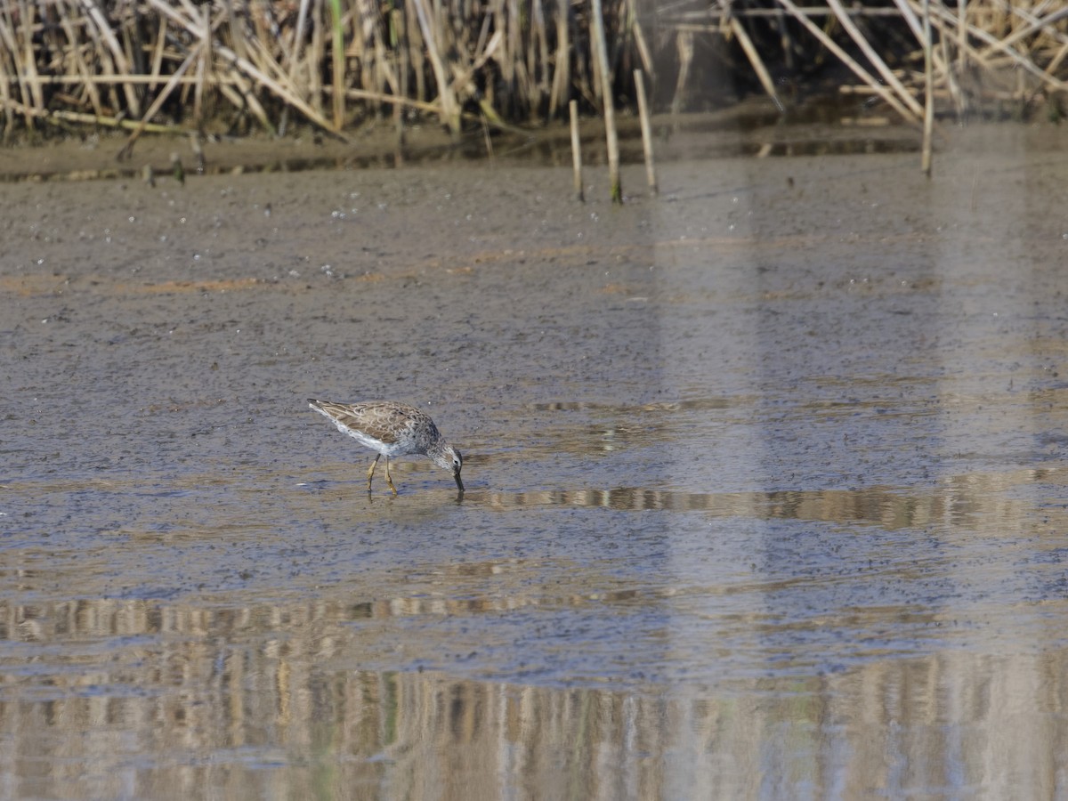 Bindenstrandläufer - ML620467486