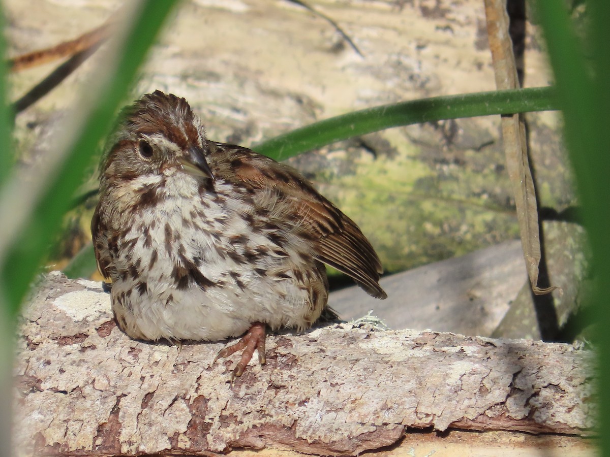 Song Sparrow - ML620467490