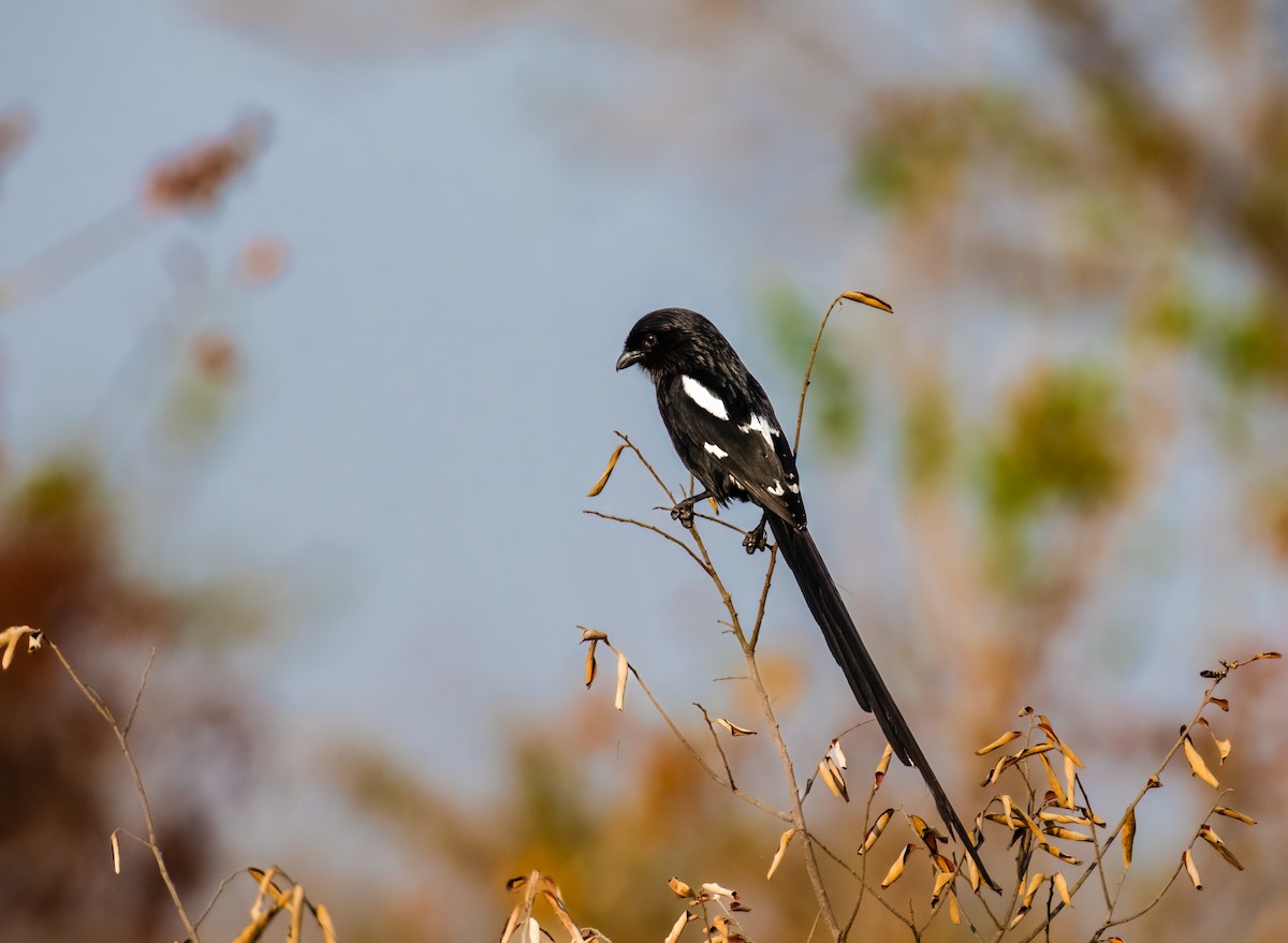 Magpie Shrike - ML620467493