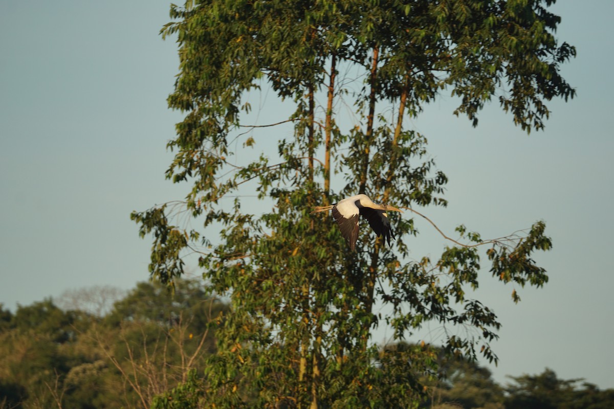 Wood Stork - ML620467497