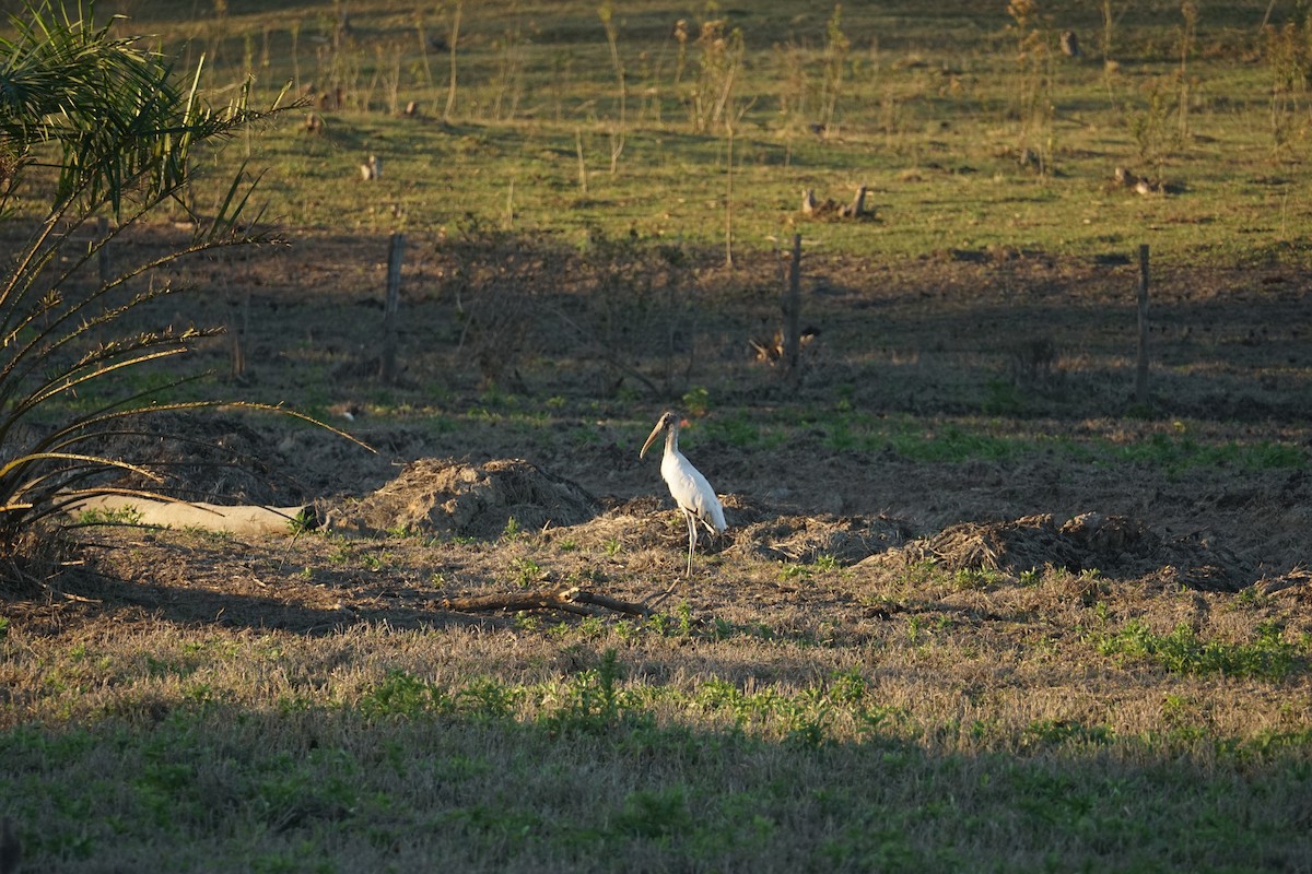 Wood Stork - ML620467498