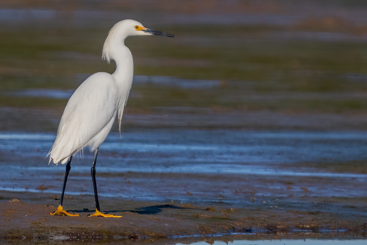 Snowy Egret - ML620467500