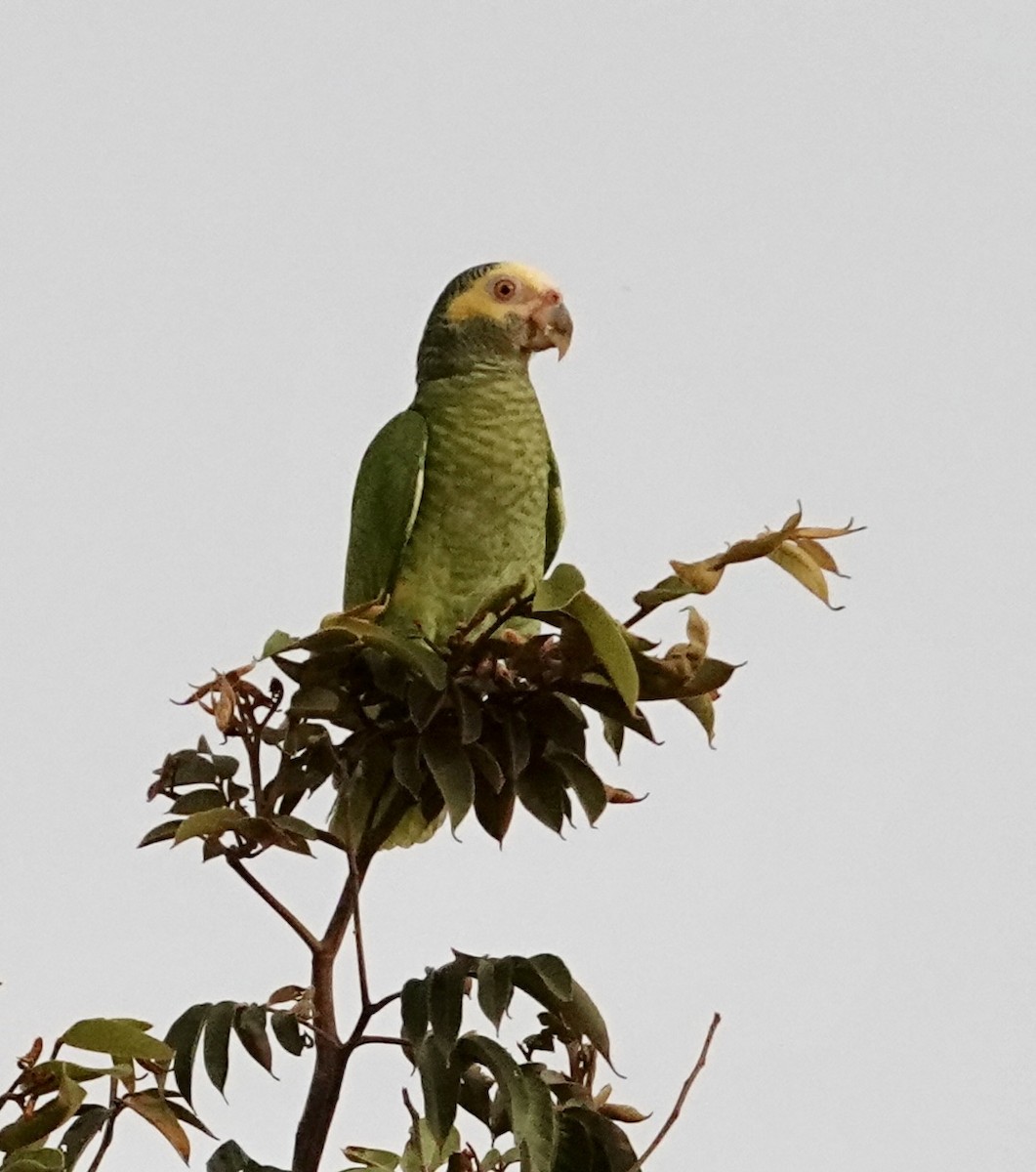 Yellow-faced Parrot - ML620467501