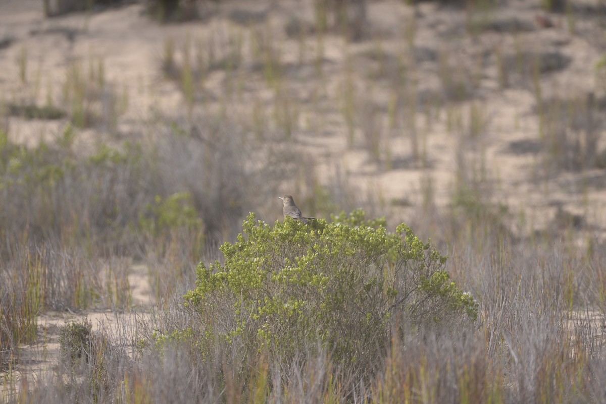 Great Shrike-Tyrant - ML620467508