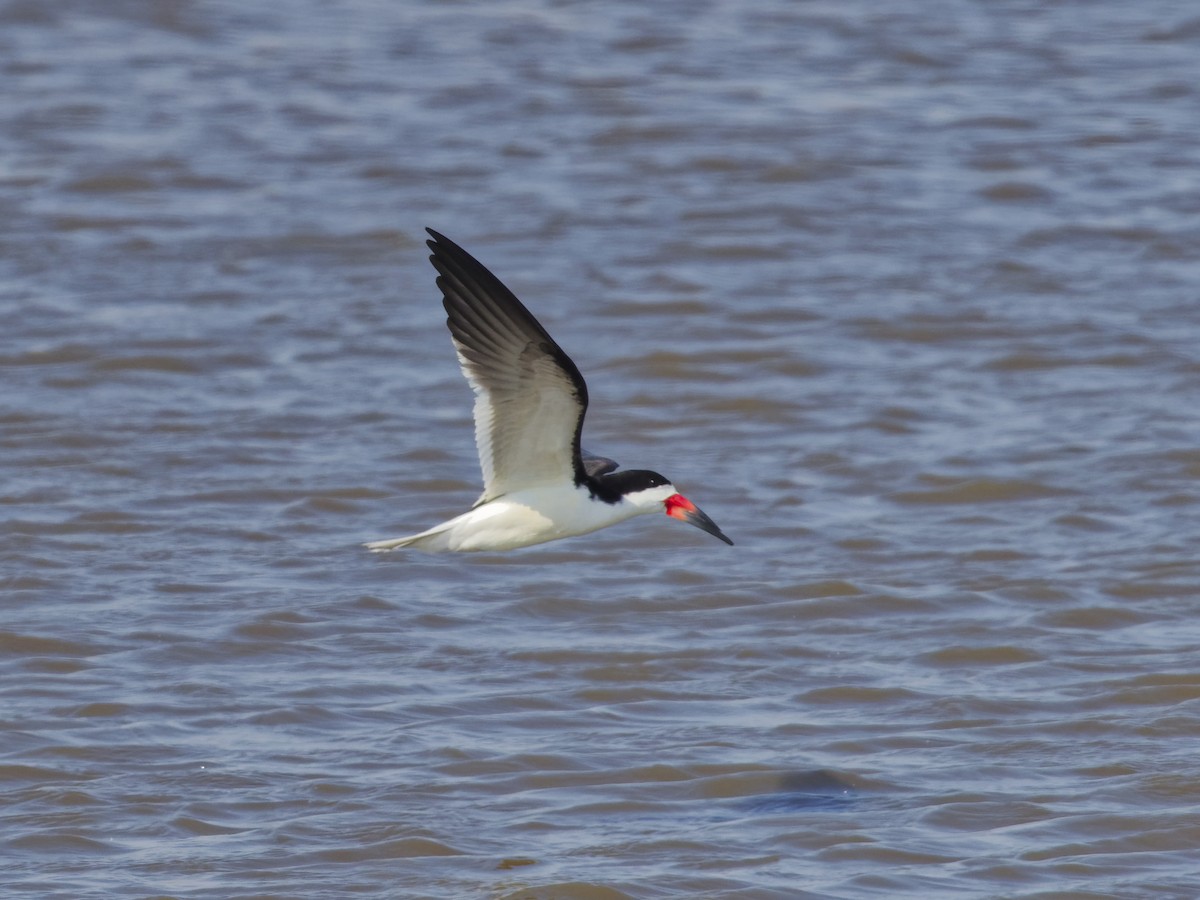 Водоріз американський - ML620467512