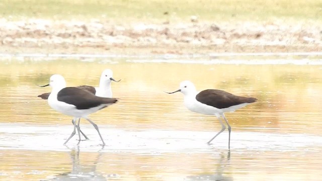 Andean Avocet - ML620467515