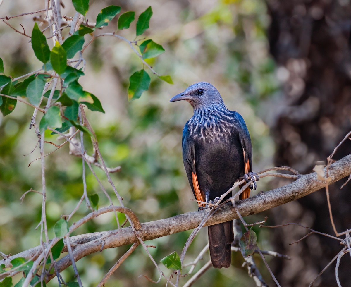 Red-winged Starling - ML620467529