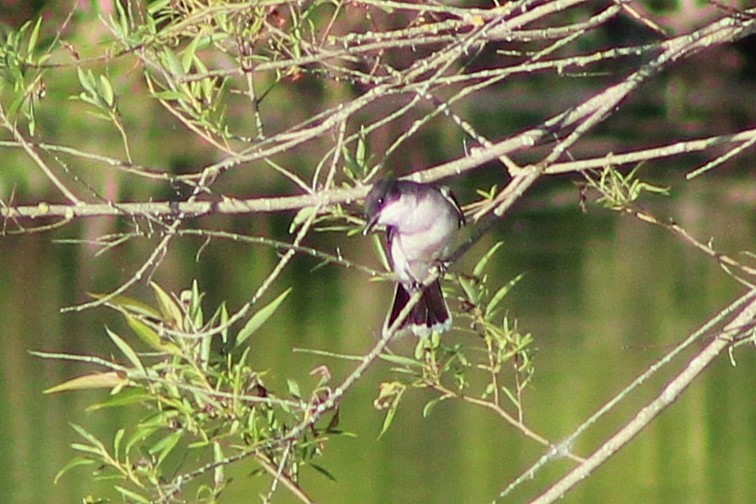 Eastern Kingbird - ML620467532