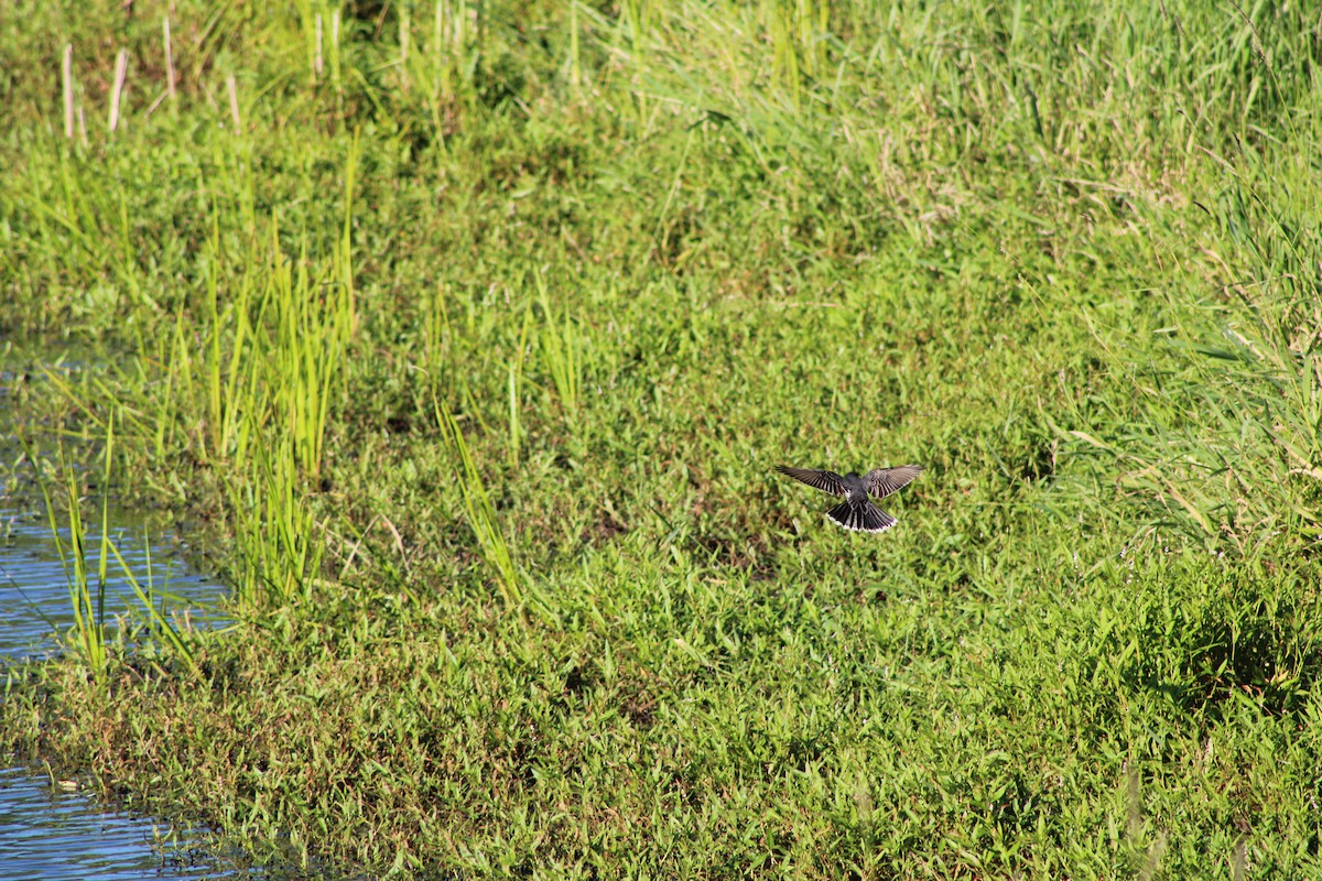 Eastern Kingbird - ML620467534