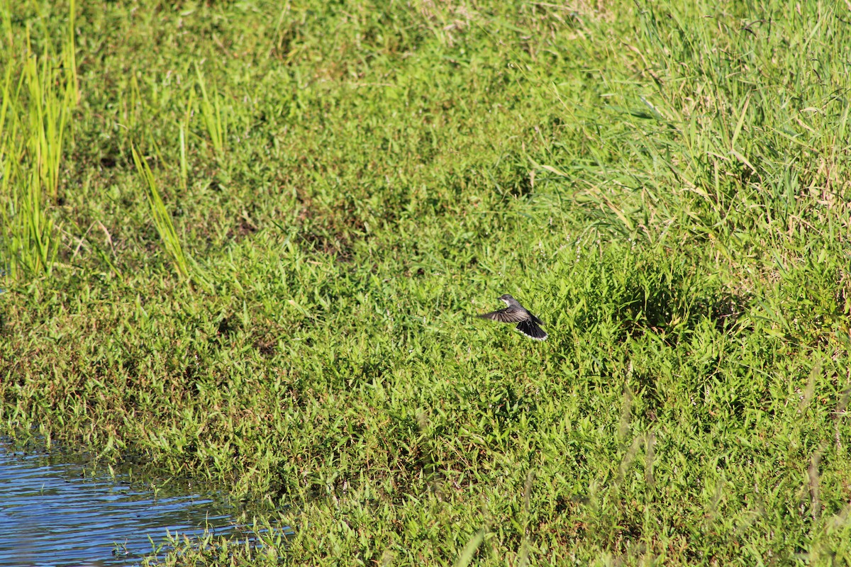 Eastern Kingbird - ML620467536