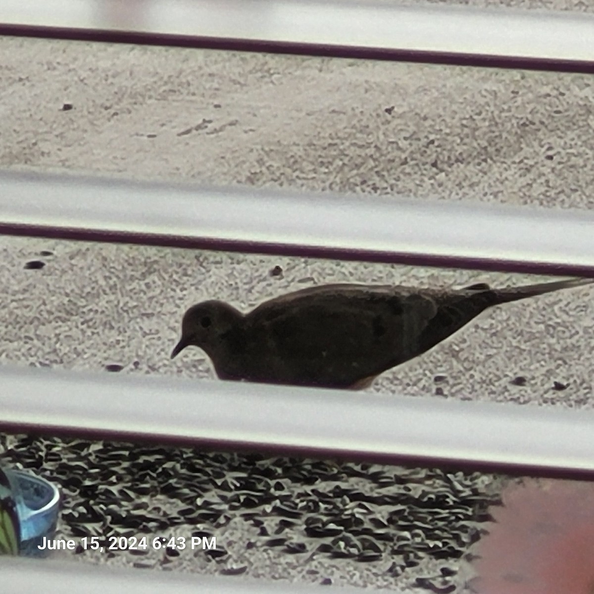 Mourning Dove - Anonymous