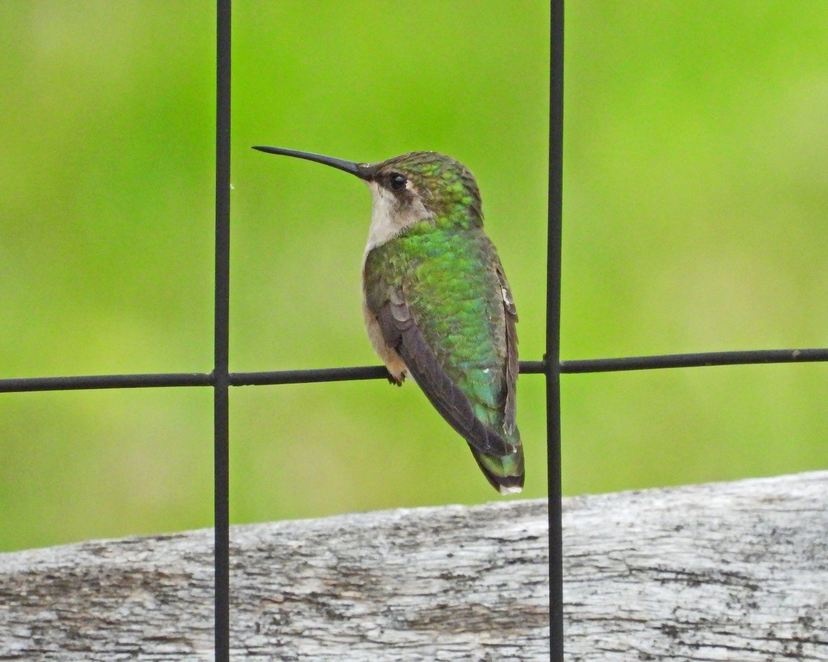 Colibrí Gorjirrubí - ML620467547