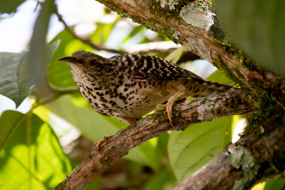 Band-backed Wren - ML620467548