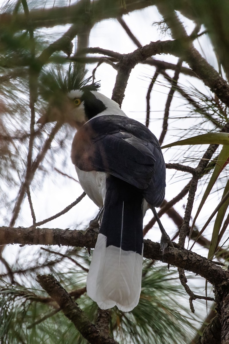 Tufted Jay - ML620467550