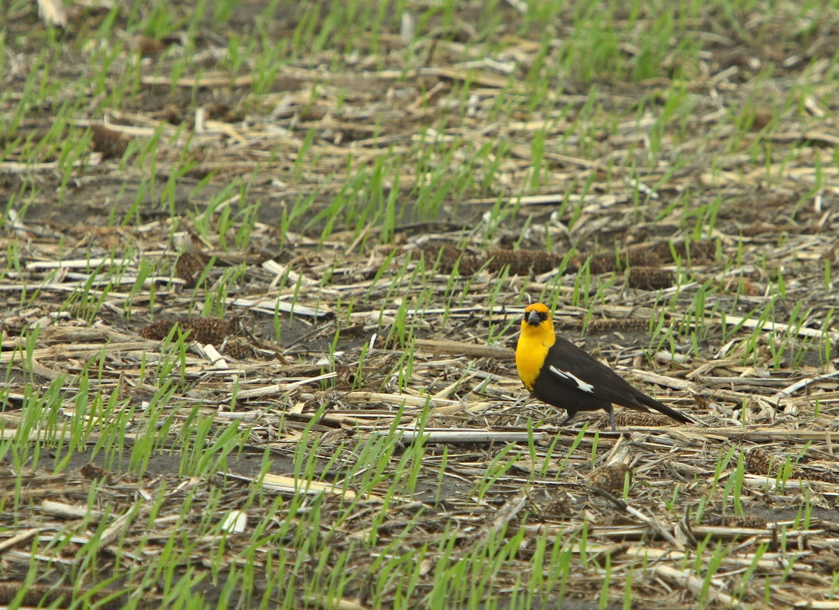 Yellow-headed Blackbird - ML620467553