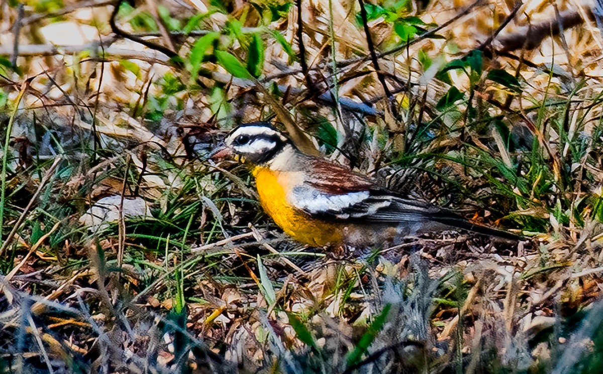 Golden-breasted Bunting - ML620467554