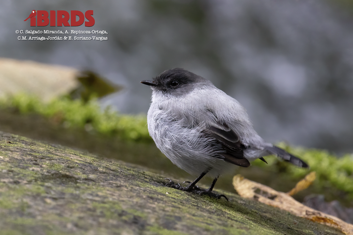 Torrent Tyrannulet - ML620467555