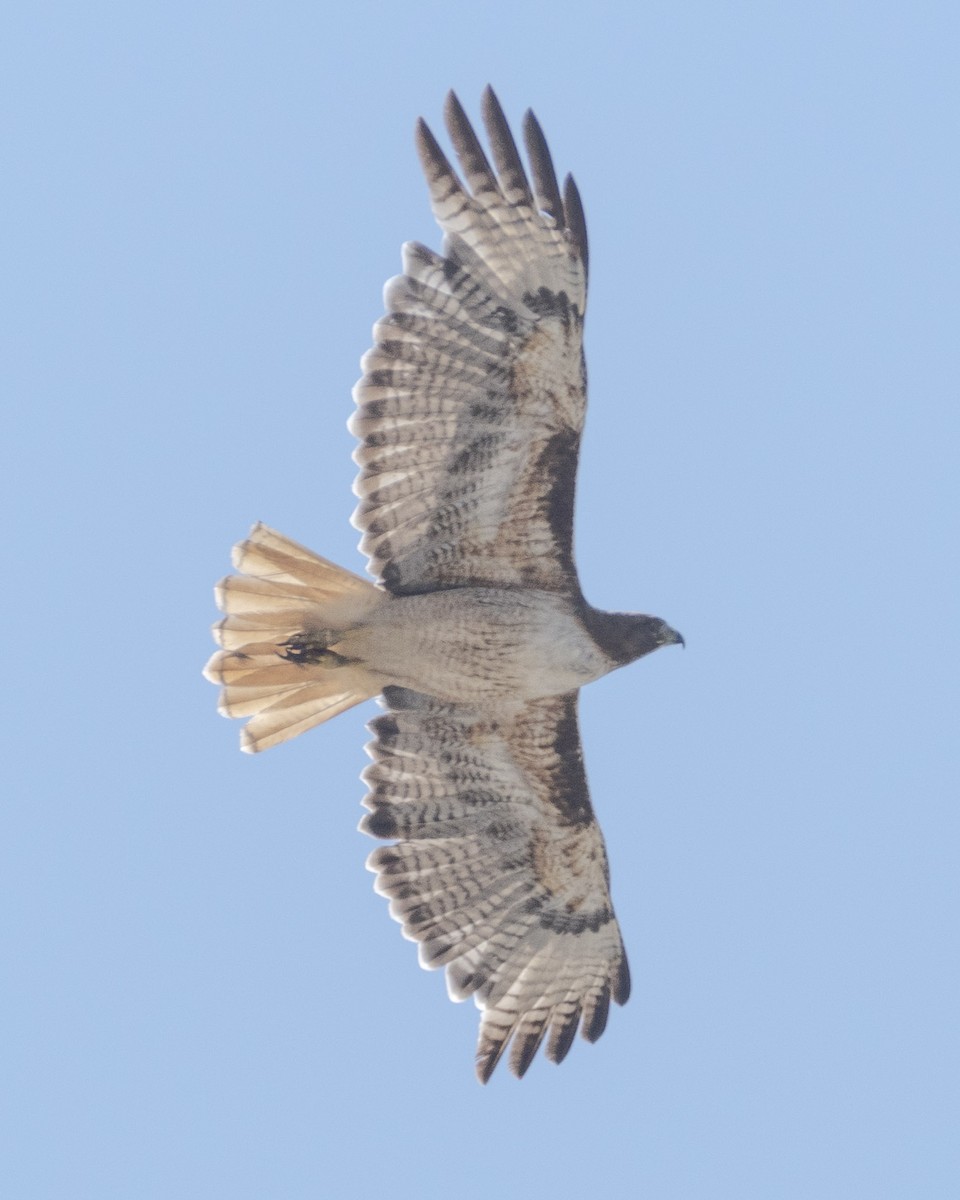 Red-tailed Hawk - James Kendall