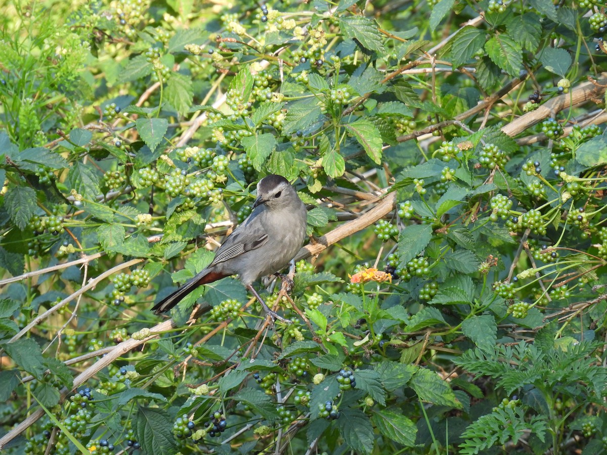 Gray Catbird - ML620467562