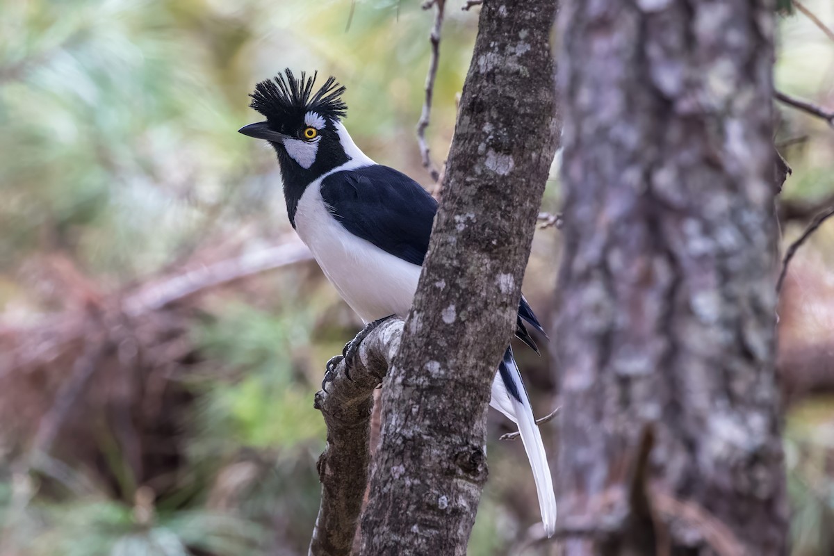 Tufted Jay - ML620467563