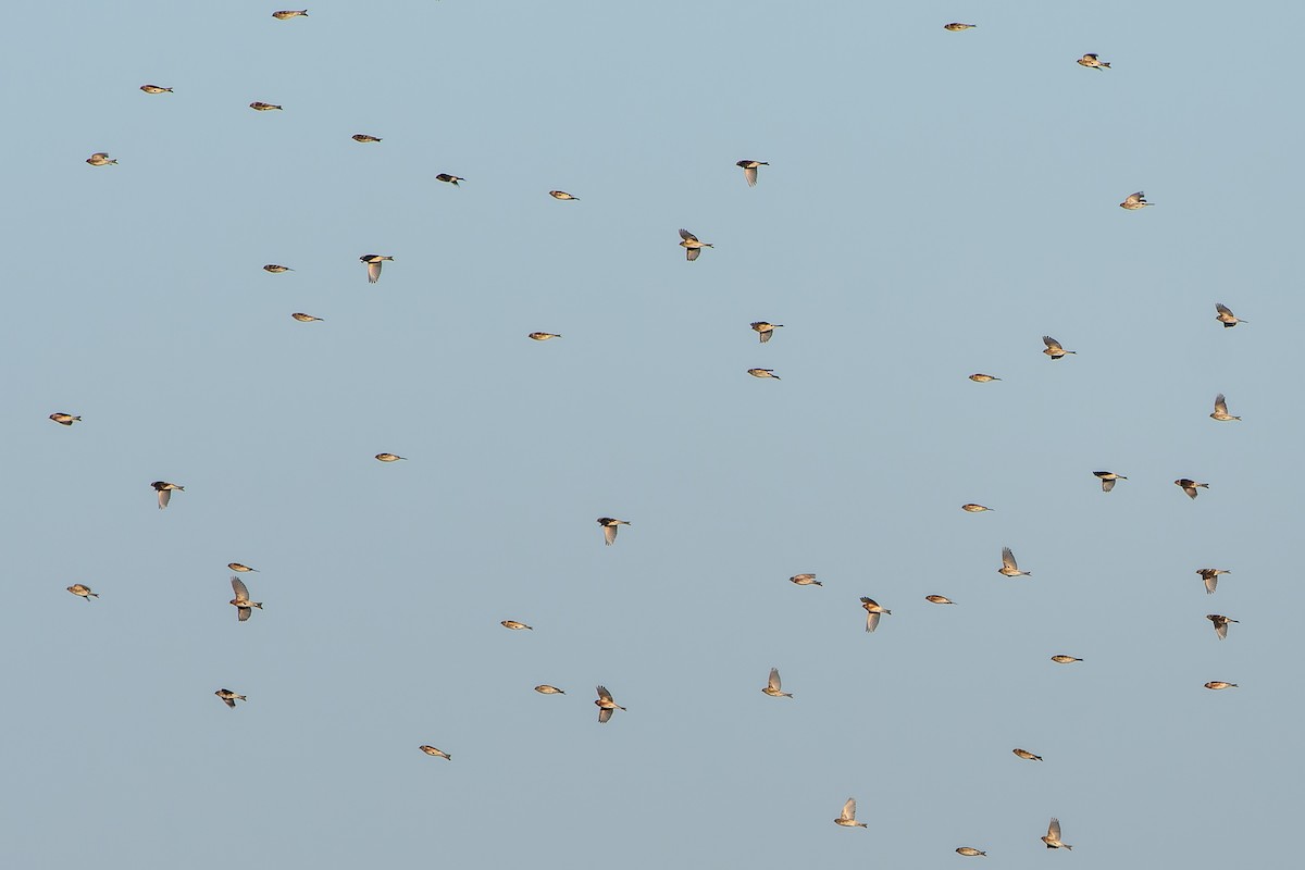 Common Redpoll - ML620467567