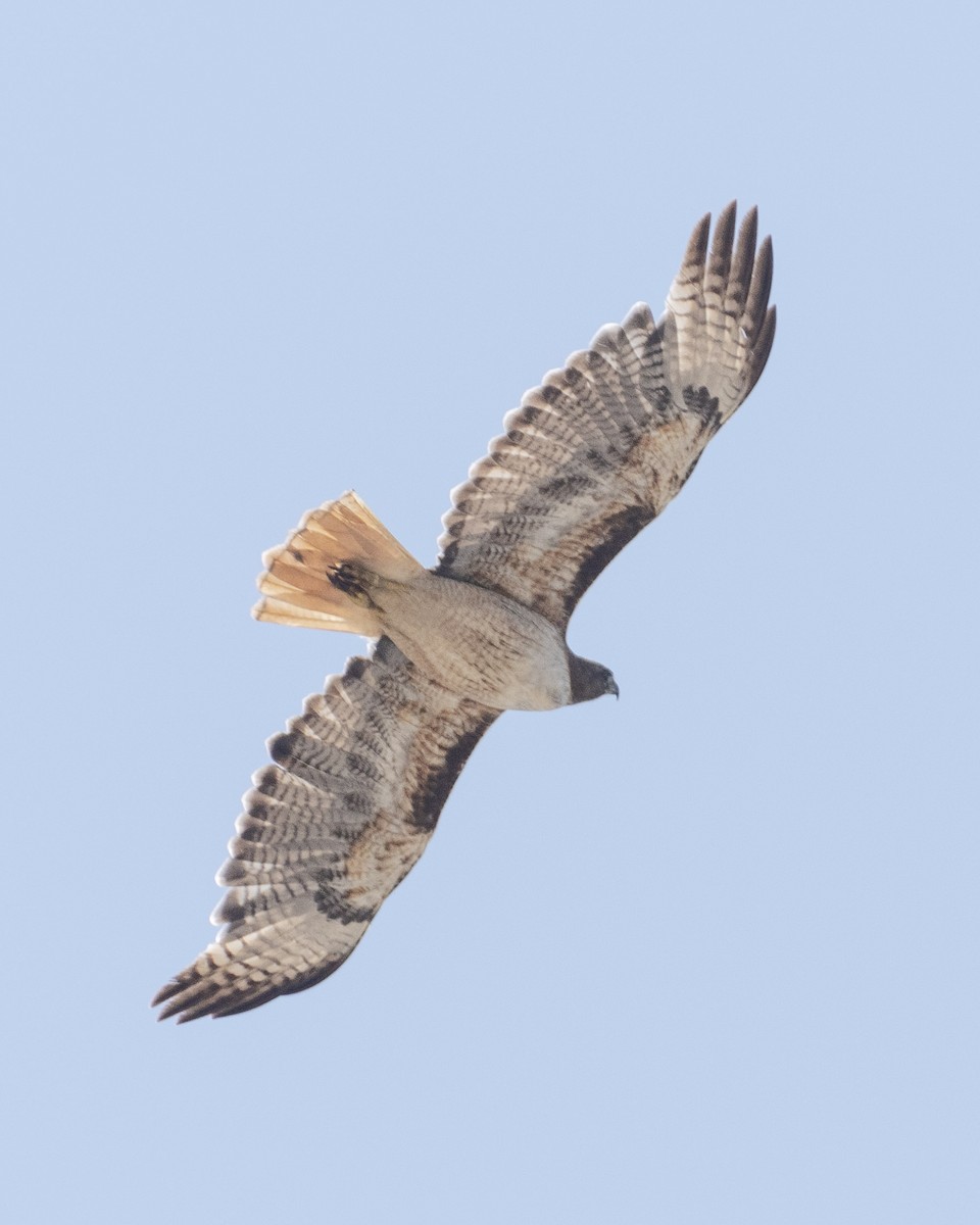 Red-tailed Hawk - ML620467570