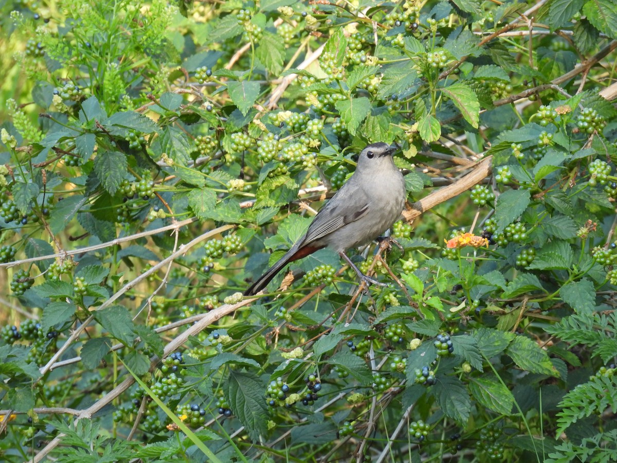 Gray Catbird - ML620467572