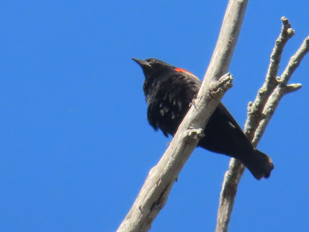 Red-winged Blackbird - ML620467573