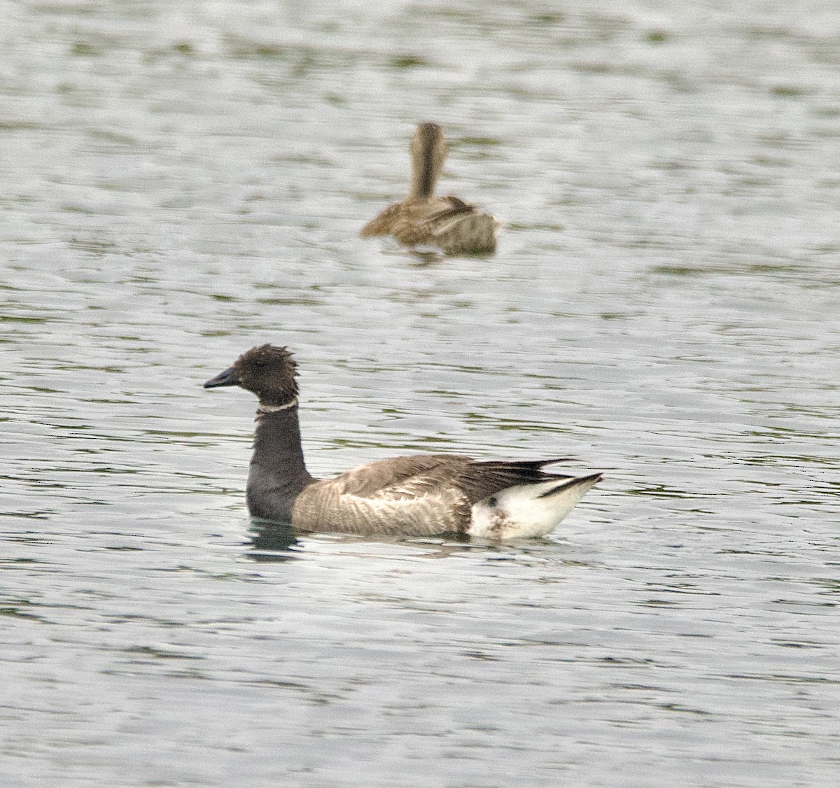 Brant - ML620467574