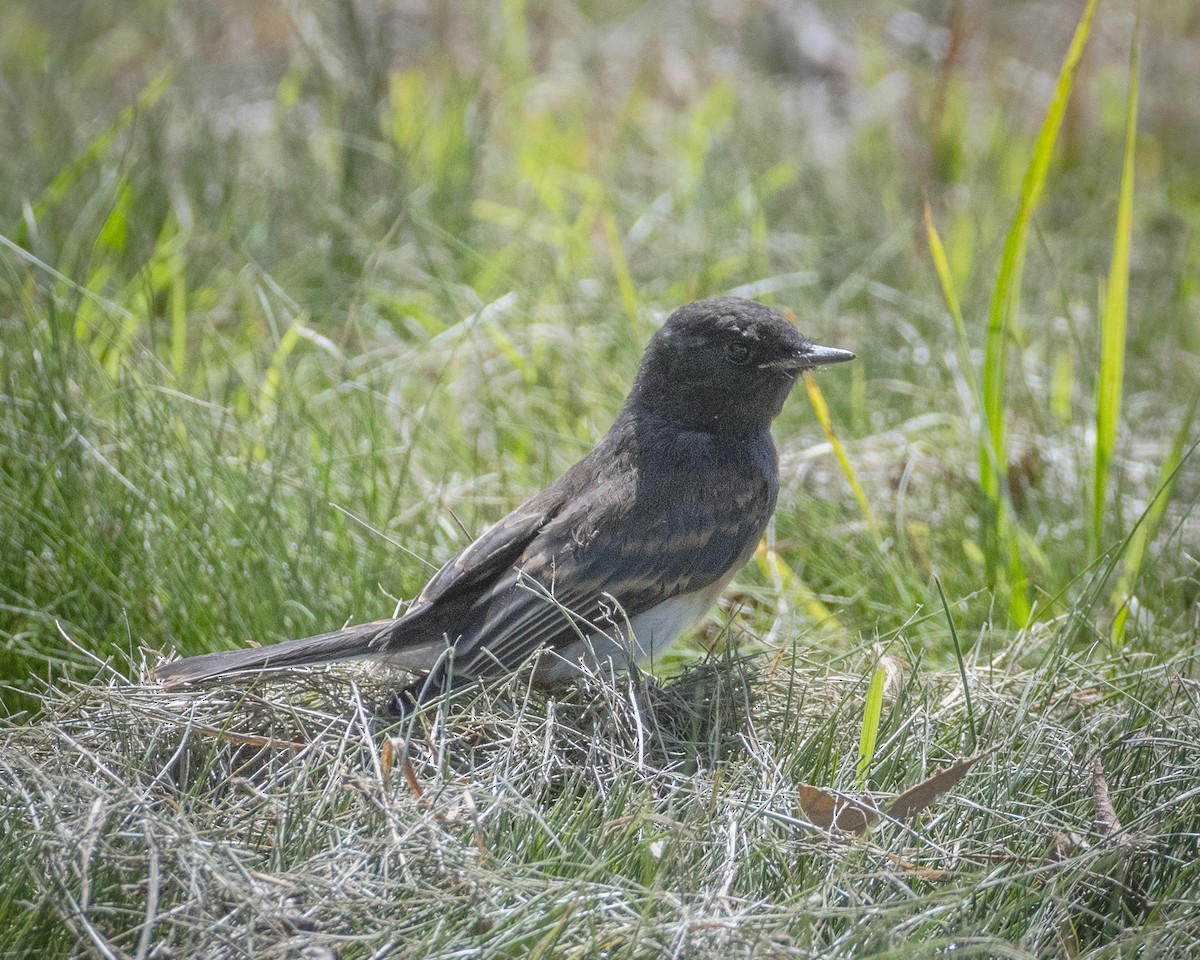 Black Phoebe - ML620467577