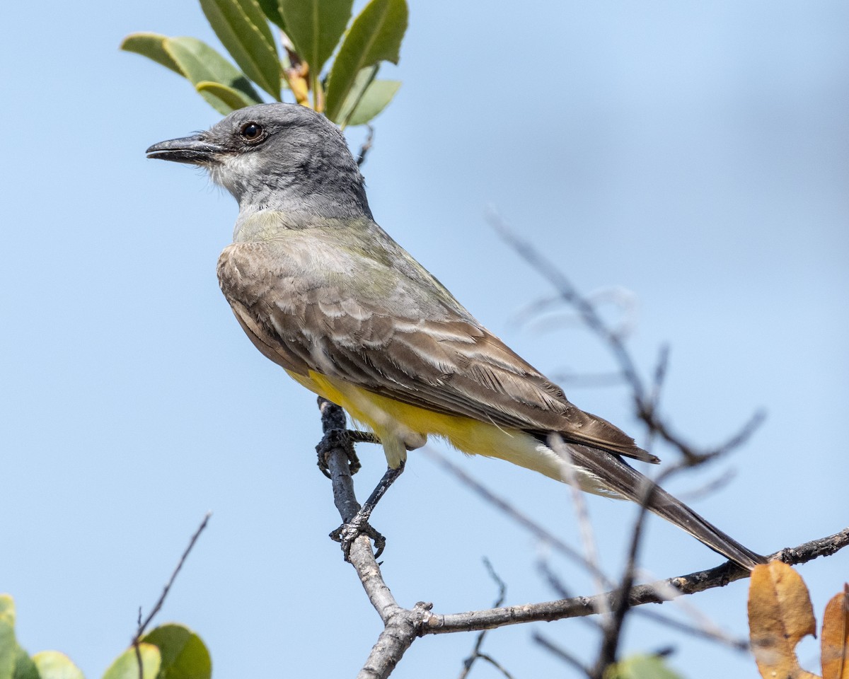 Cassin's Kingbird - ML620467582