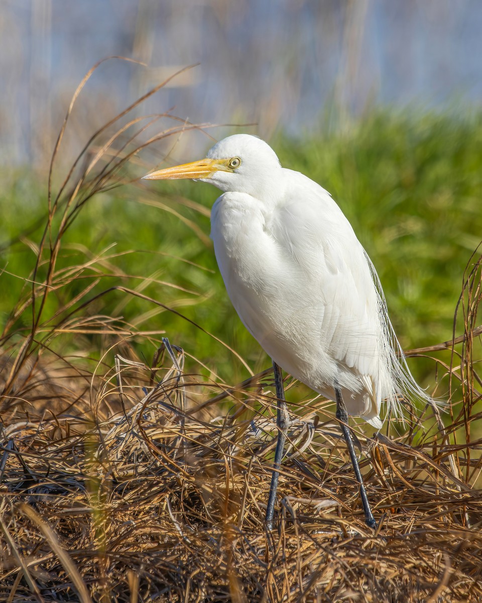 Plumed Egret - Ben Johns