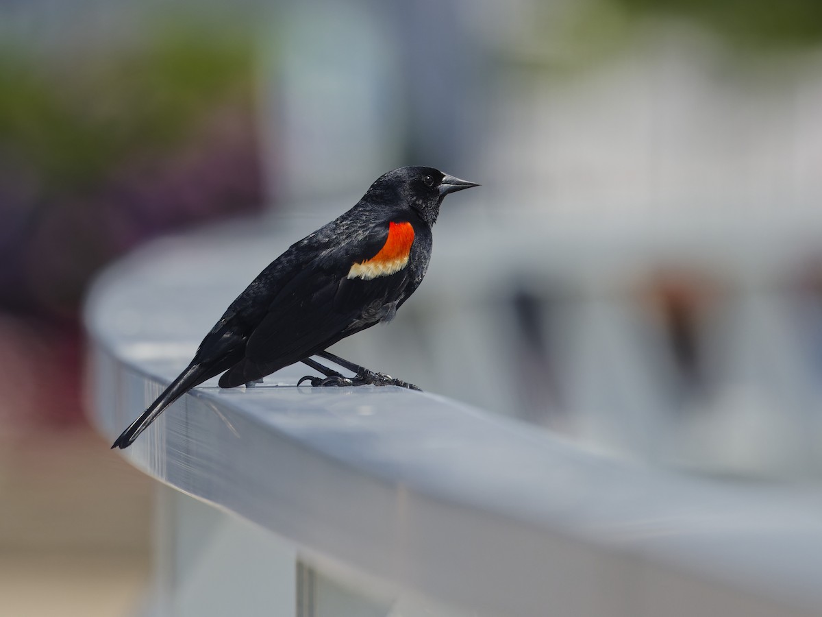 Red-winged Blackbird - ML620467589