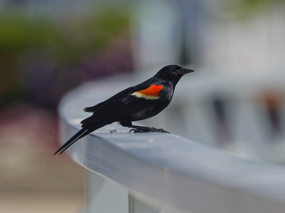 Red-winged Blackbird - ML620467590