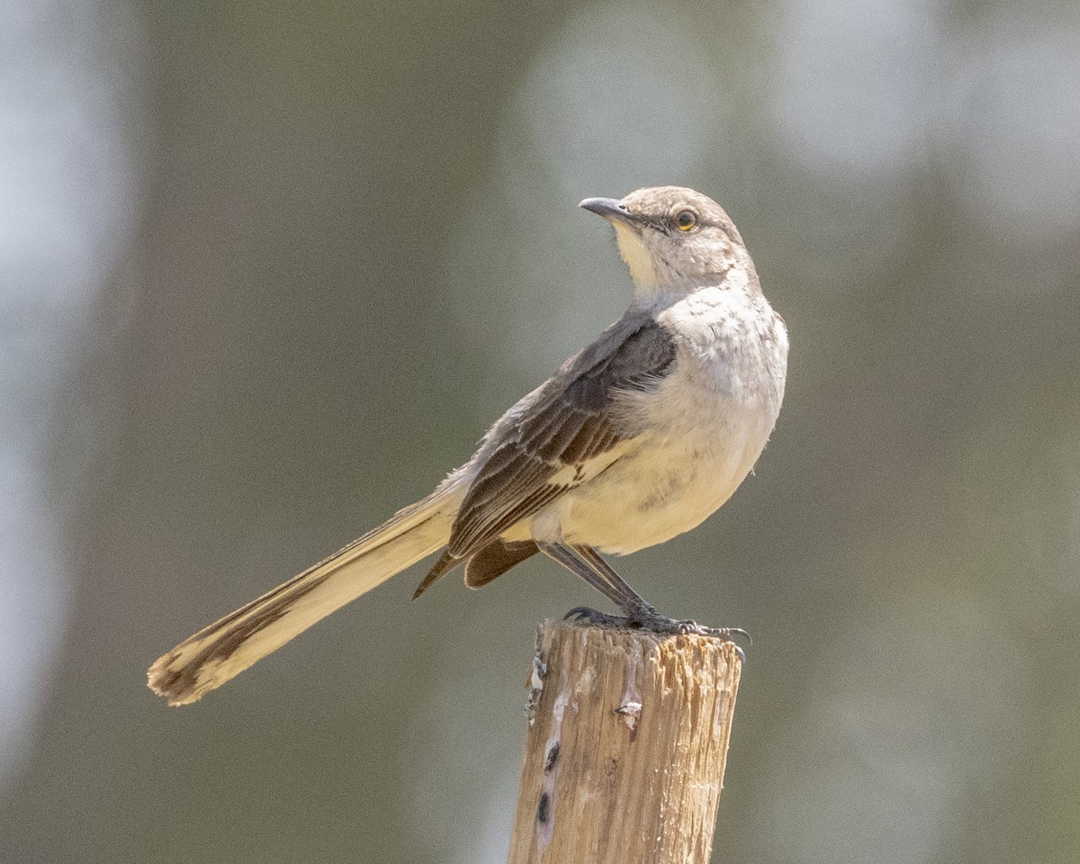 Northern Mockingbird - ML620467591