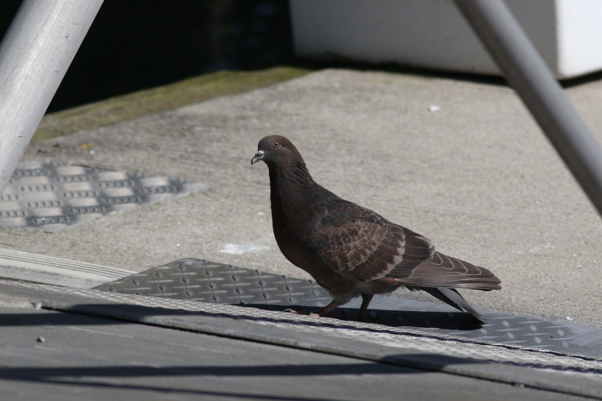 Rock Pigeon (Feral Pigeon) - ML620467592