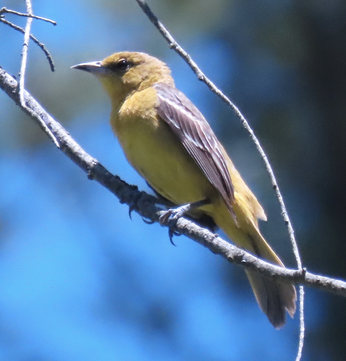 Orchard Oriole - ML620467595