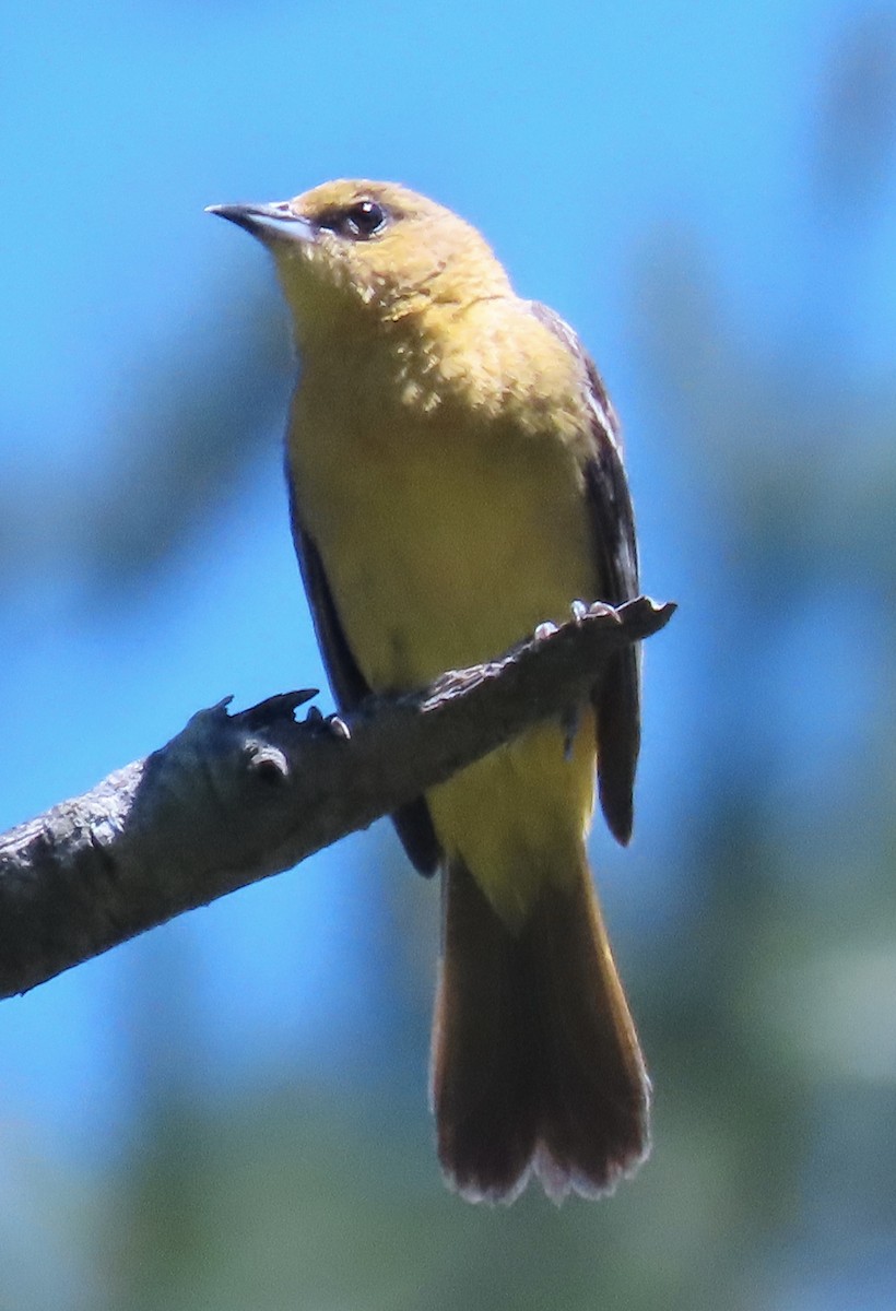 Orchard Oriole - ML620467596