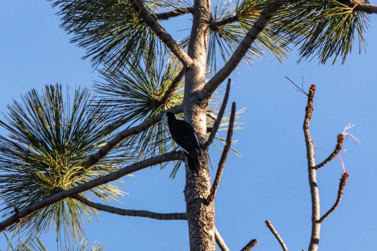 White-headed Woodpecker - ML620467599