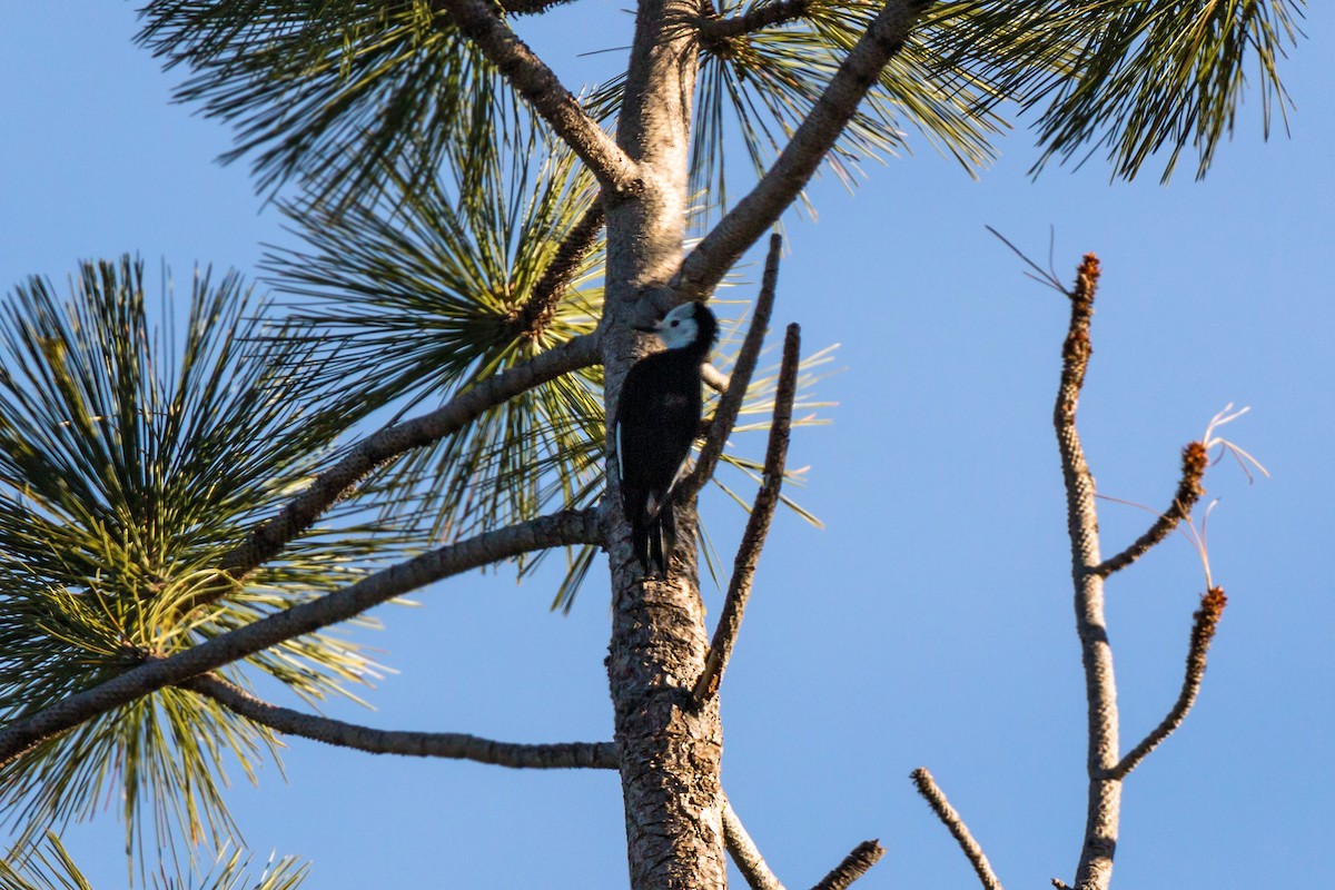 White-headed Woodpecker - ML620467601