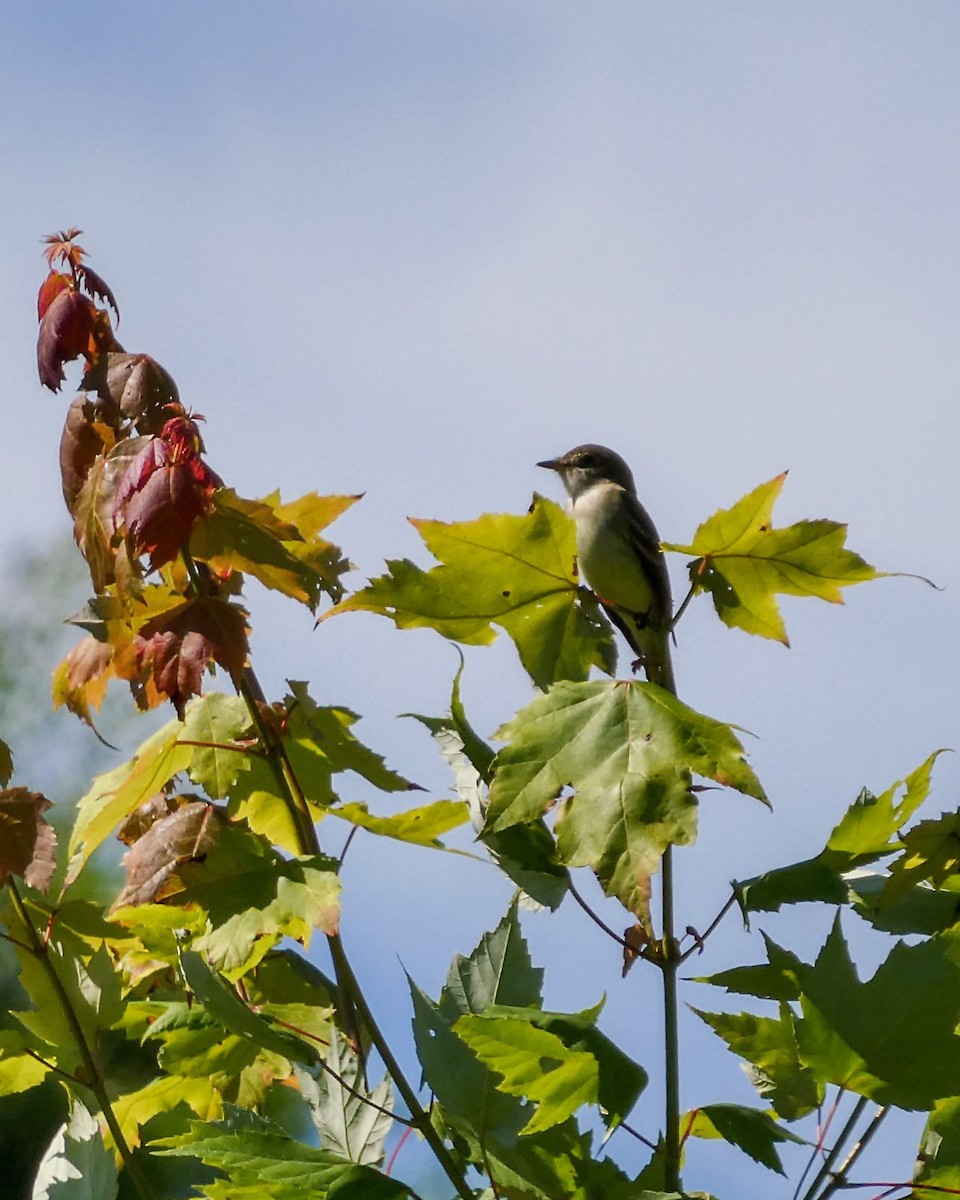Alder Flycatcher - ML620467606