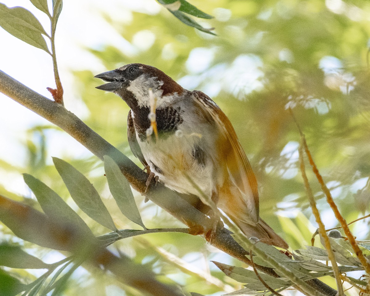 House Sparrow - ML620467607