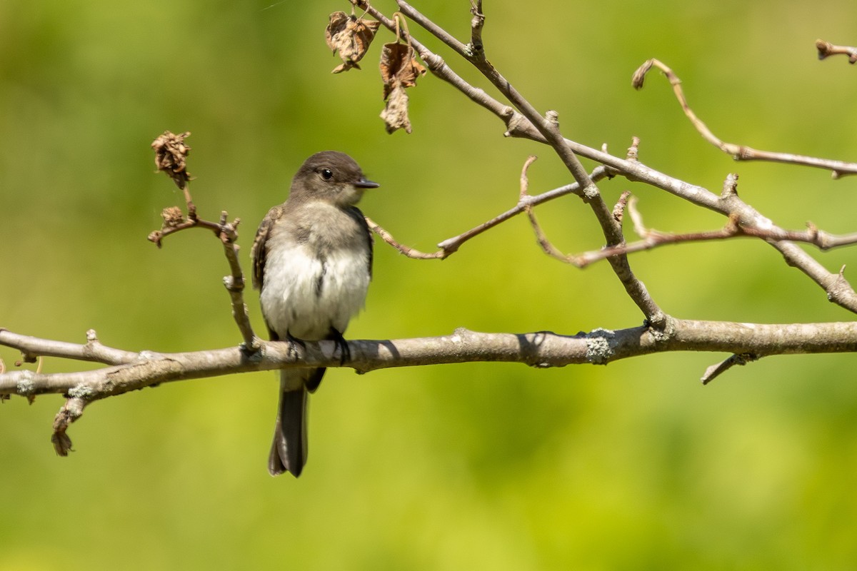 Eastern Phoebe - Joe Schuller