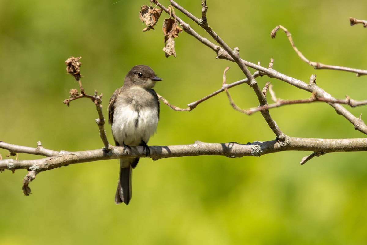 Eastern Phoebe - ML620467609