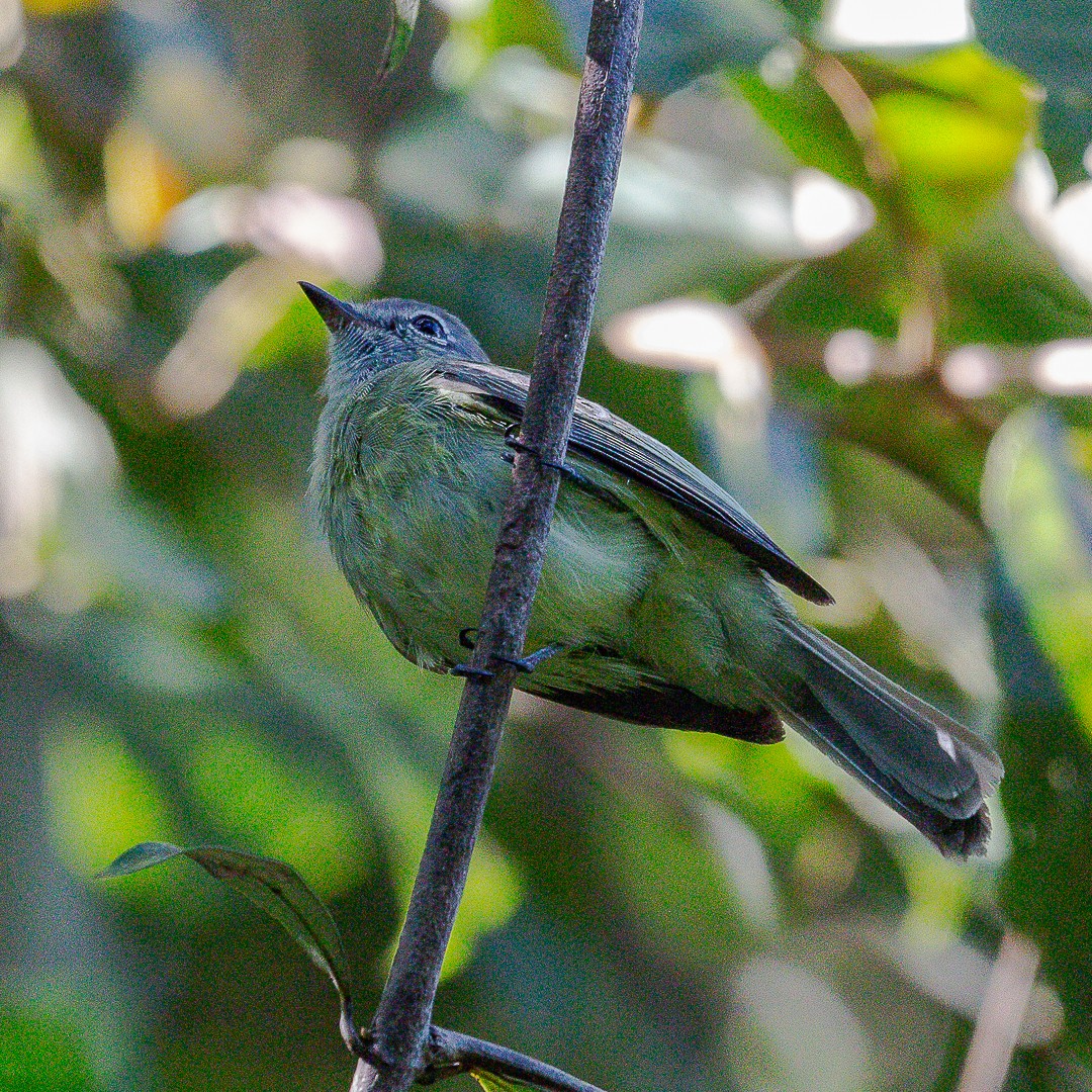 Greenish Elaenia - ML620467613