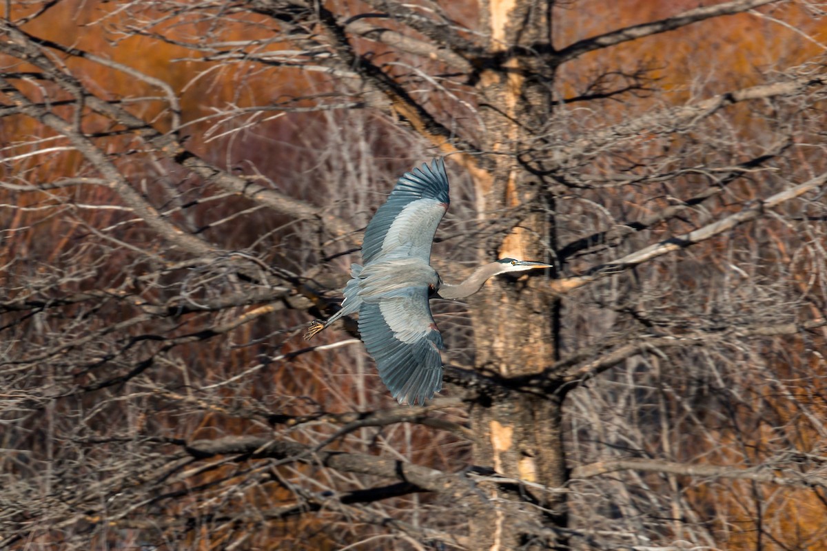 Great Blue Heron - ML620467614