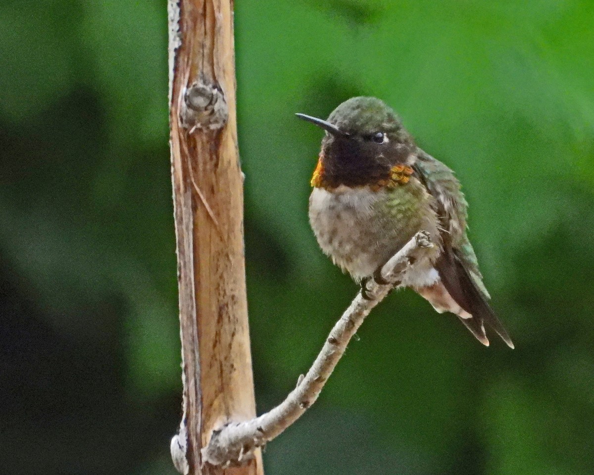 Ruby-throated Hummingbird - ML620467615
