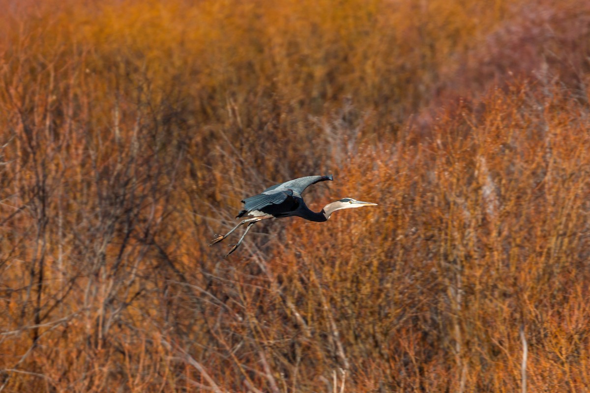 Great Blue Heron - ML620467616