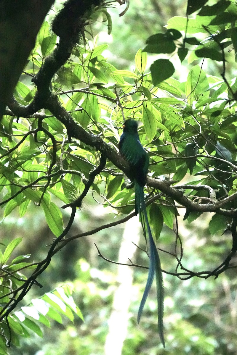 Quetzal resplendissant (costaricensis) - ML620467617