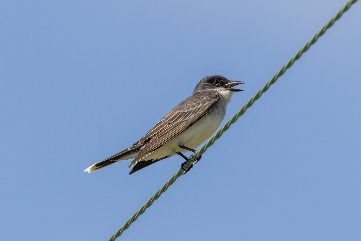 Eastern Kingbird - ML620467622